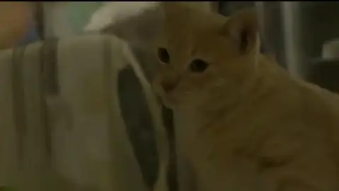 El gato Tobago El gato Tobago