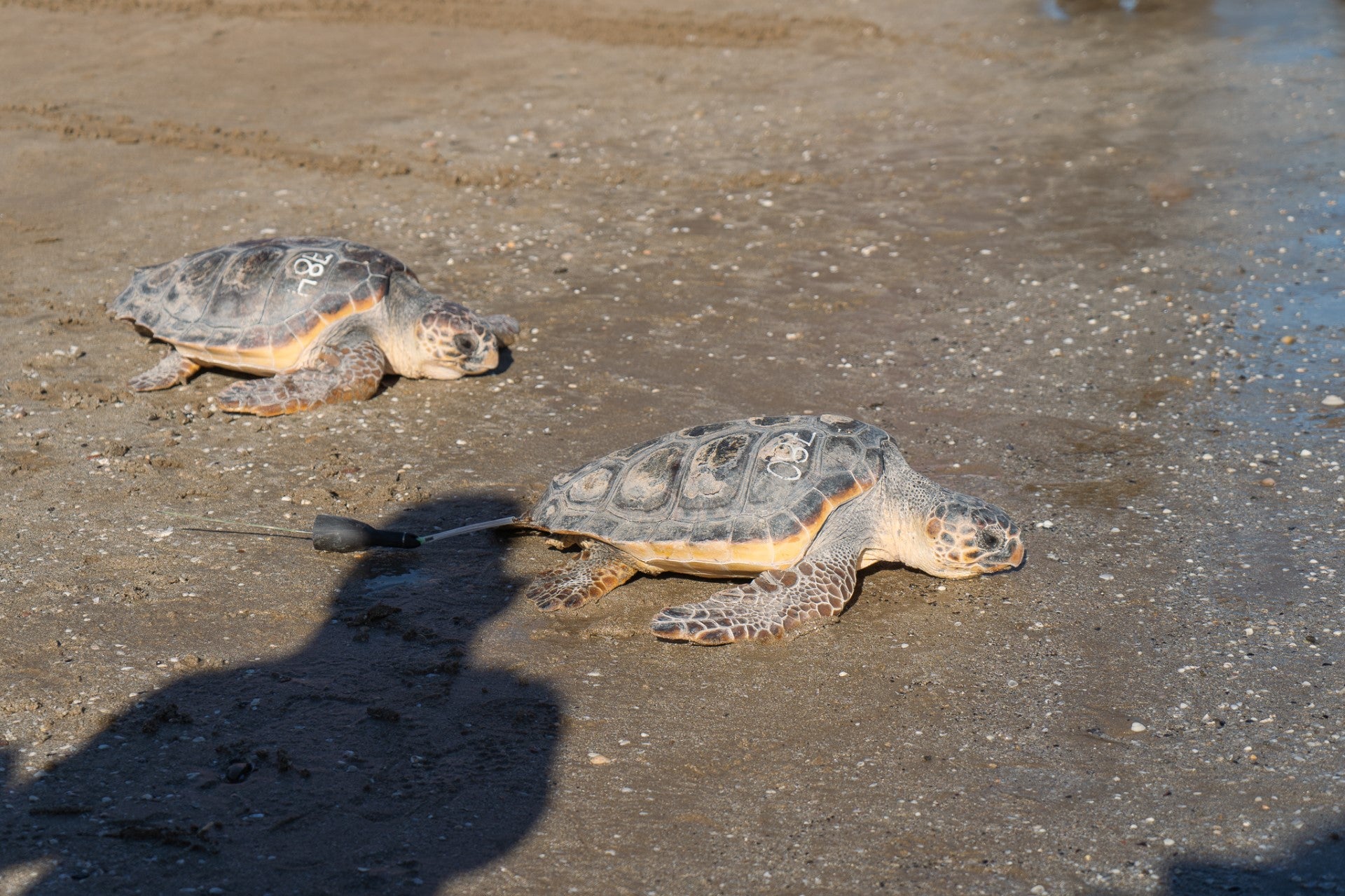 Dos tortugas recuperadas en el Oceanogràfic regresan al mar en Valencia para celebrar el Día Internacional de la Educación Dos tortugas recuperadas en el Oceanogràfic regresan al mar en Valencia para celebrar el Día Internacional de la Educación