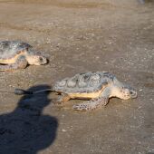Dos tortugas recuperadas en el Oceanogràfic 