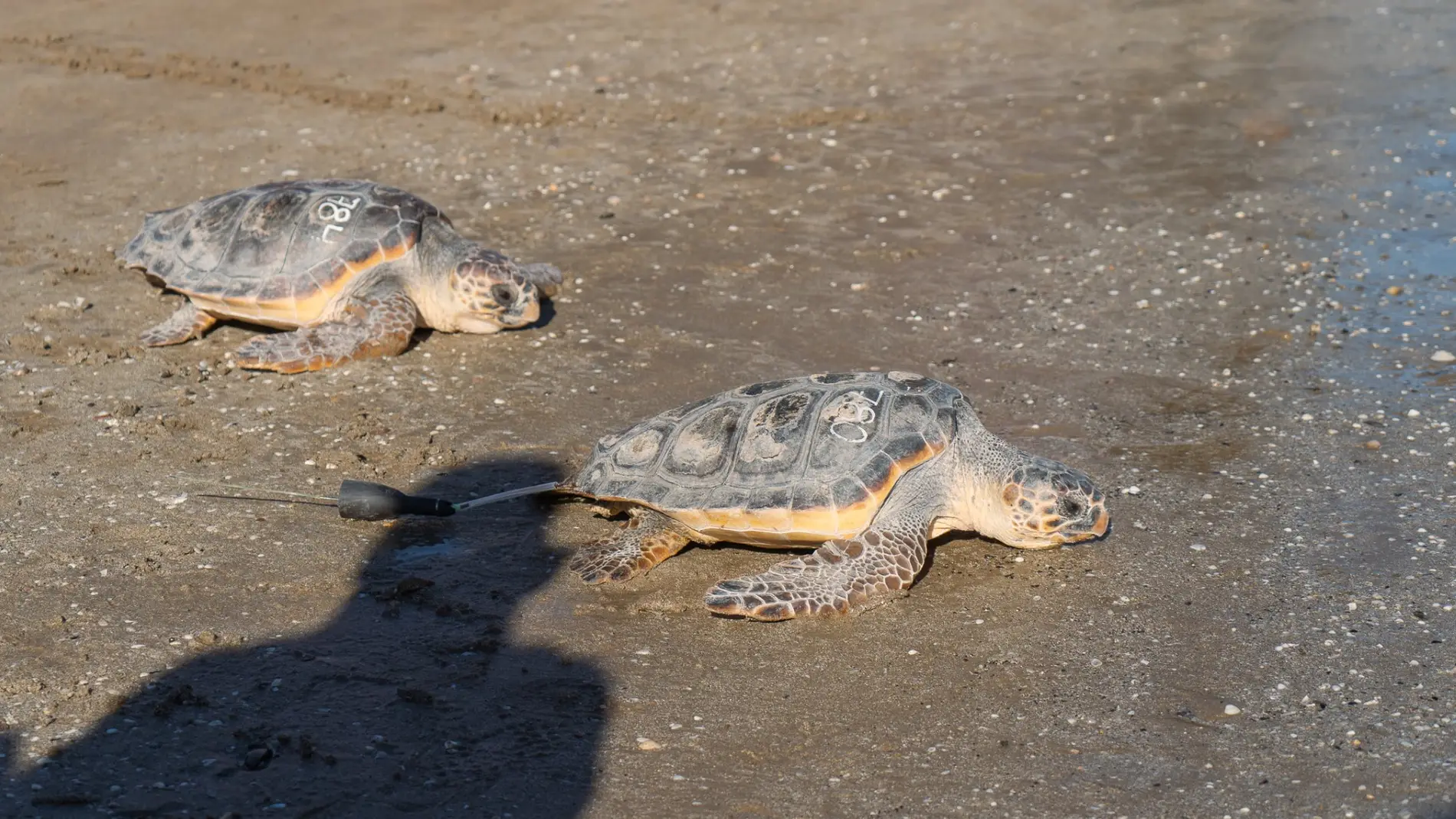 Dos tortugas recuperadas en el Oceanogràfic 