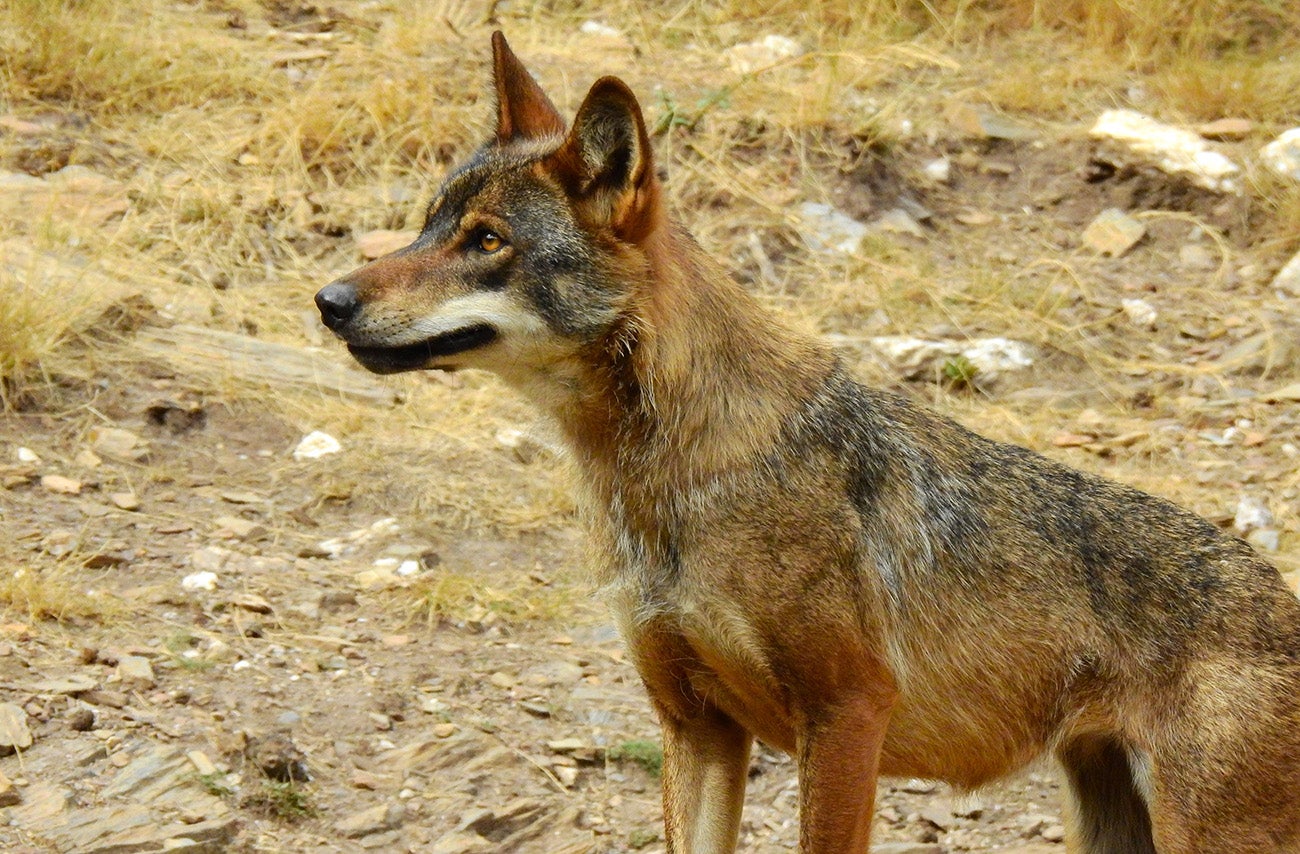 ASAJA denuncia que aumentan los ataques en las ganaderías en León ASAJA denuncia que aumentan los ataques en las ganaderías en León