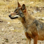 Ejemplar de lobo ibérico Ejemplar de lobo ibérico