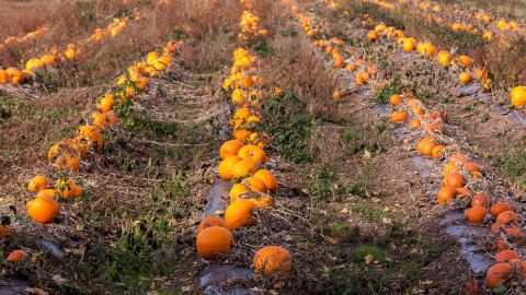 Cultivo de calabazas
