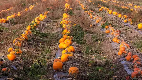 Cultivo de calabazas Cultivo de calabazas