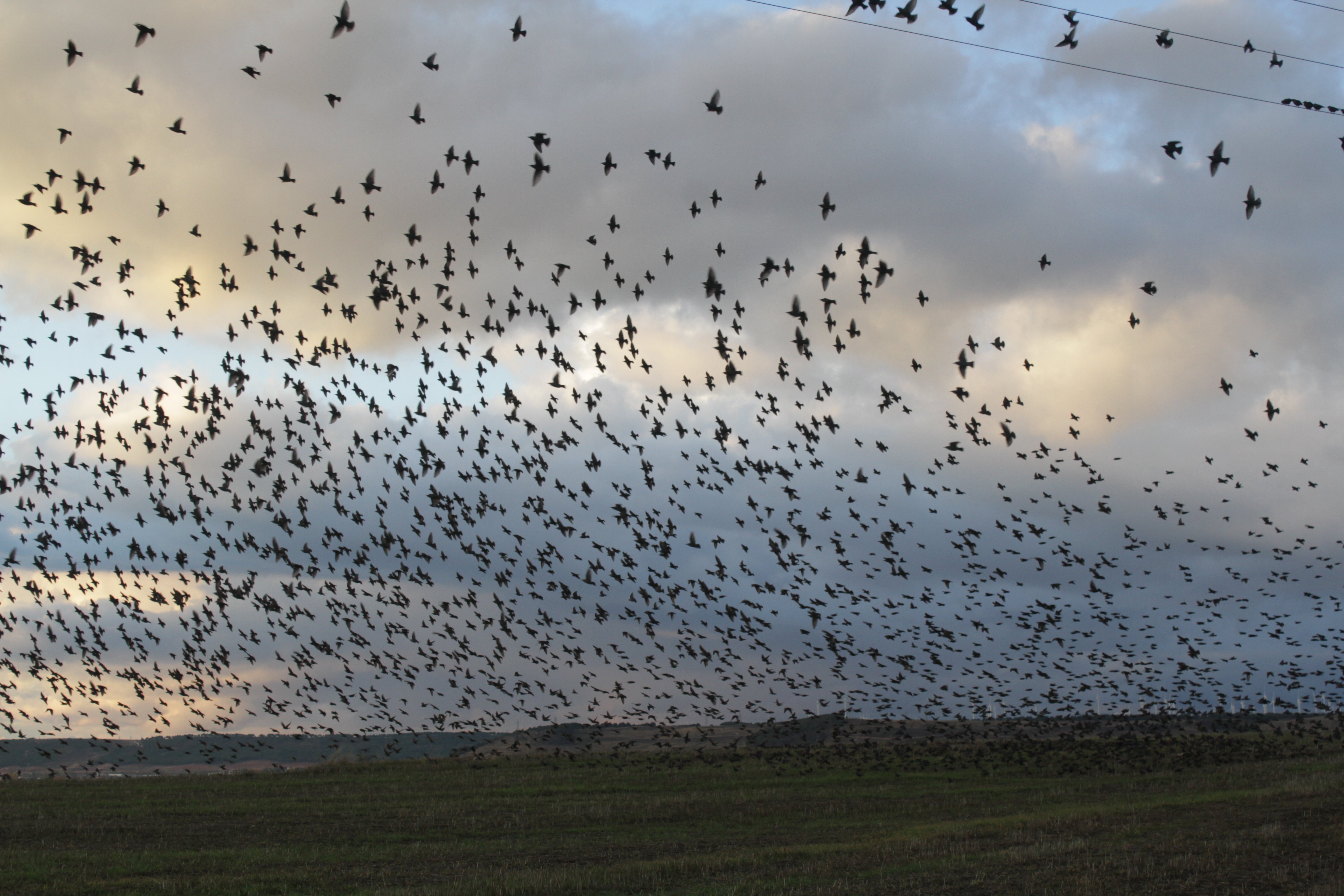 Satisfacción porque las acciones disuasorias liberan los parques oscenses de estorninos Satisfacción porque las acciones disuasorias liberan los parques oscenses de estorninos