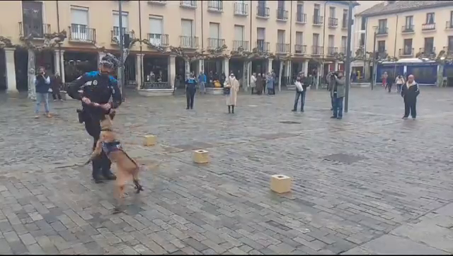 (Vídeo) La Policía Local de Palencia pone en marcha la Unidad Canina para luchar contra el consumo de drogas (Vídeo) La Policía Local de Palencia pone en marcha la Unidad Canina para luchar contra el consumo de drogas