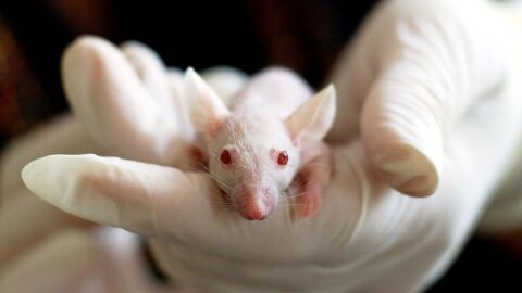 rat&oacute;n de laboratorio