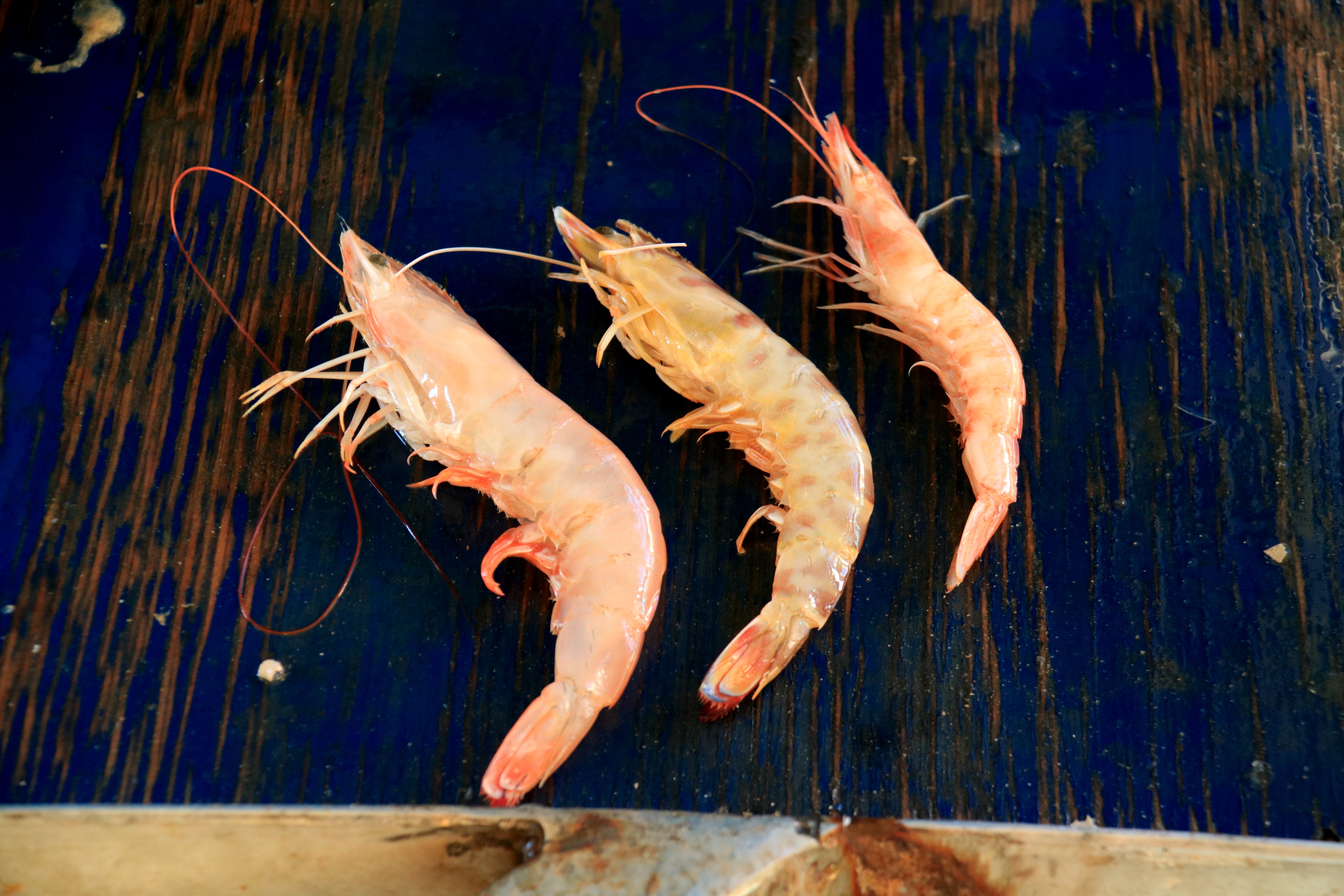 El cambio climático llega a la pesca: más gamba blanca y menos merluza en el Mediterráneo El cambio climático llega a la pesca: más gamba blanca y menos merluza en el Mediterráneo