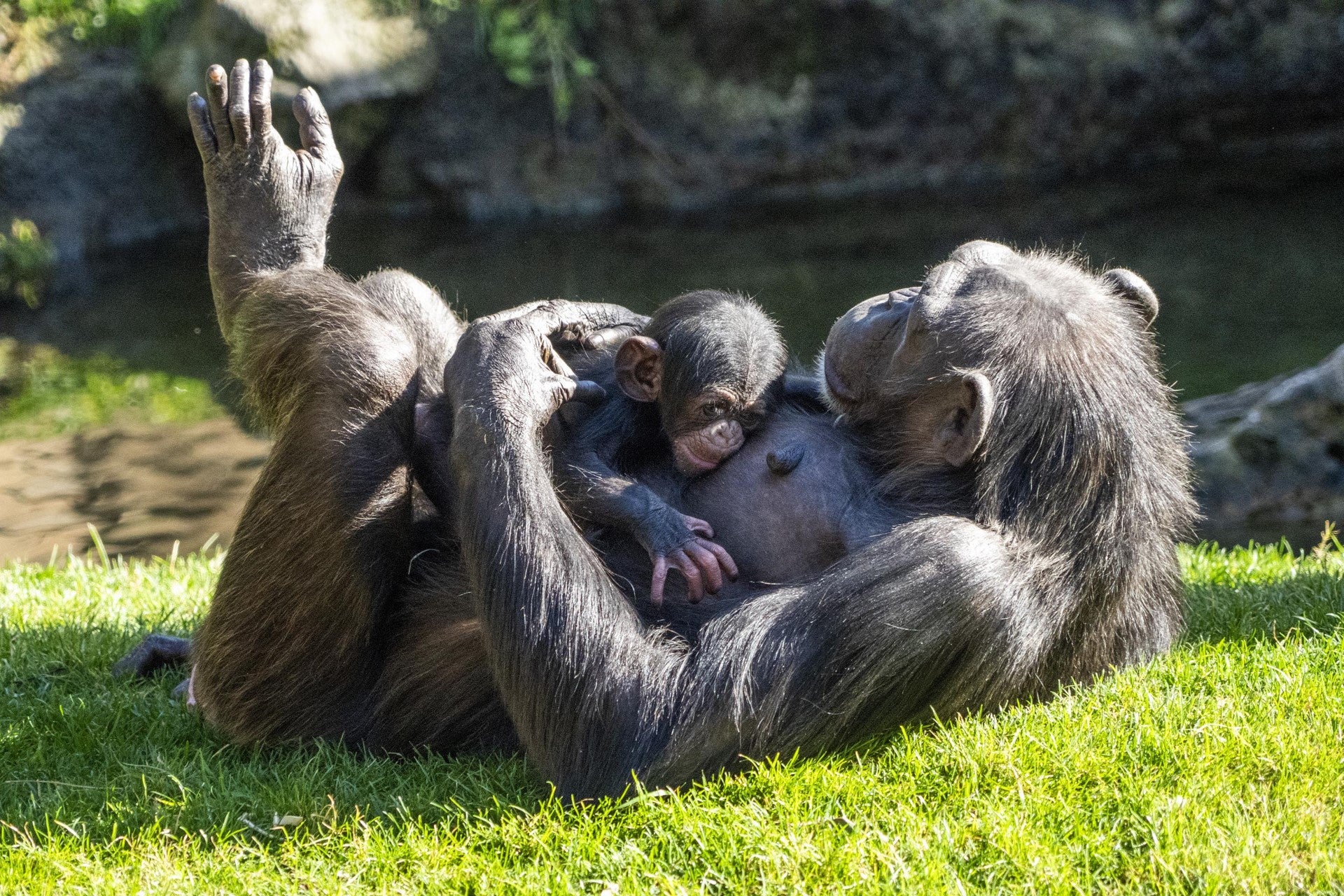La Fundación BIOPARC y los parques de Fuengirola, Valencia y Acuario de Gijón referentes en la lucha contra la indiferencia La Fundación BIOPARC y los parques de Fuengirola, Valencia y Acuario de Gijón referentes en la lucha contra la indiferencia
