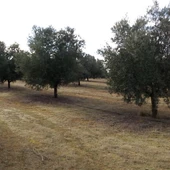 Imagen de una explotación de olivar Imagen de una explotación de olivar