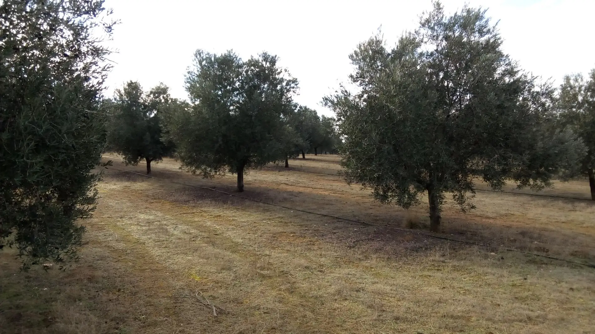 Imagen de una explotación de olivar