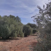 Olivar en Valdepeñas Olivar en Valdepeñas