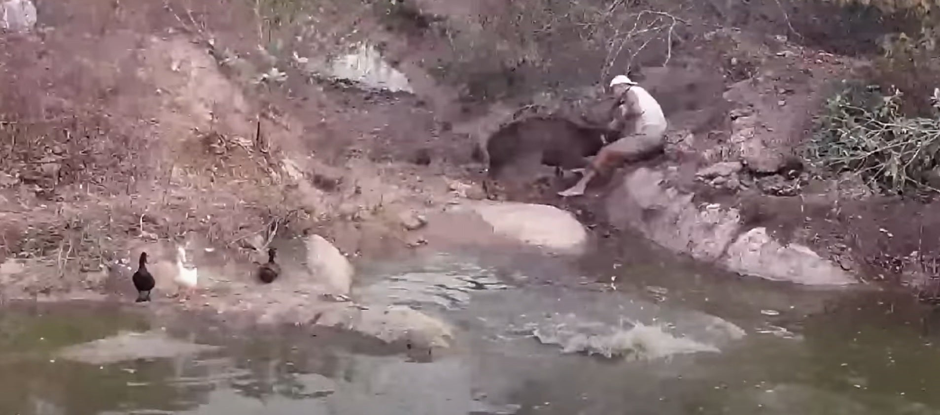Frank Cuesta, "a punto de morir" tras el ataque de un ciervo en pleno directo Frank Cuesta, "a punto de morir" tras el ataque de un ciervo en pleno directo