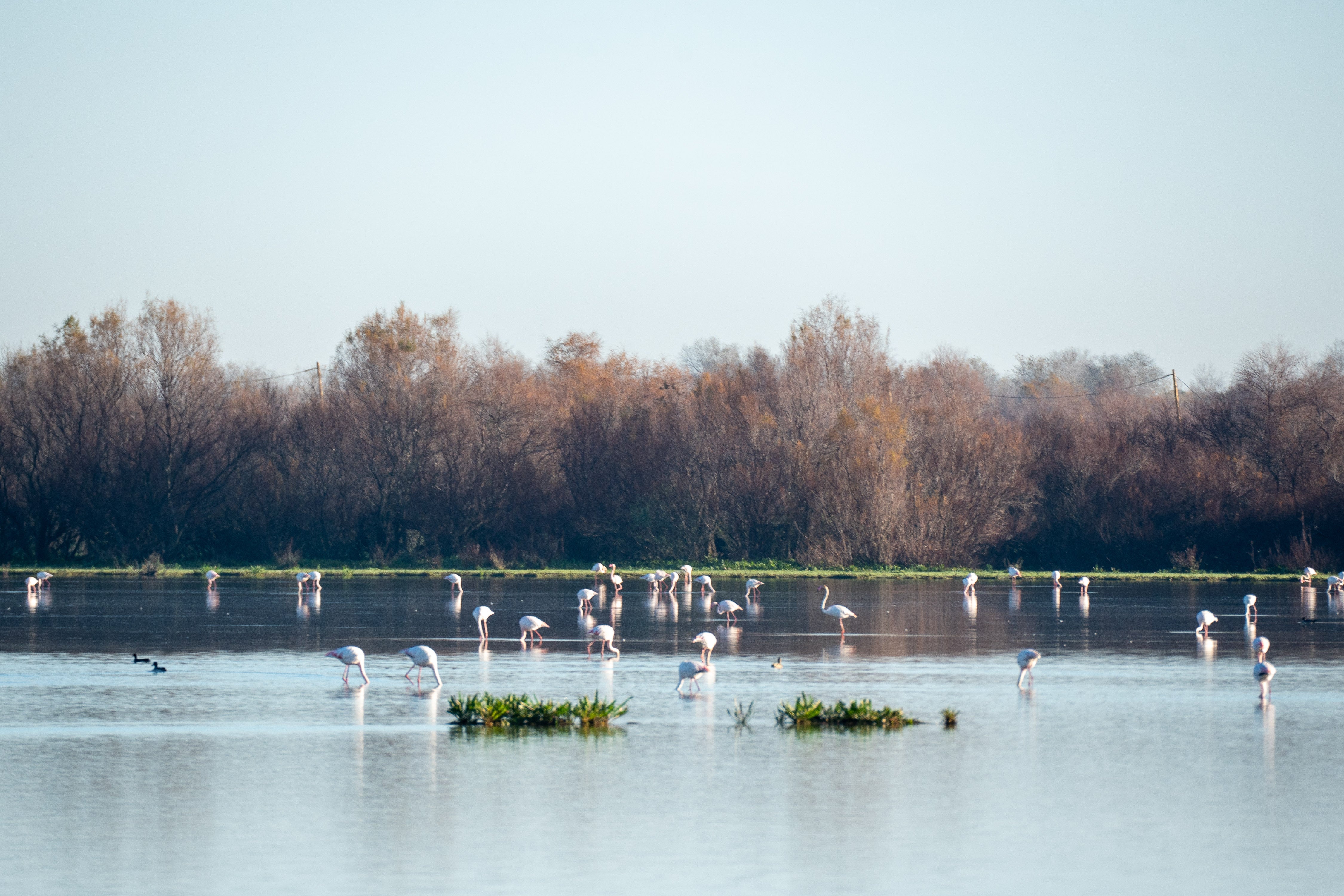 El Gobierno distribuirá "en igualdad de condiciones" los fondos de Doñana a los 14 municipios del entorno El Gobierno distribuirá "en igualdad de condiciones" los fondos de Doñana a los 14 municipios del entorno