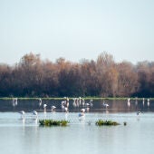 Imágenes del Parque Natural de Doñana