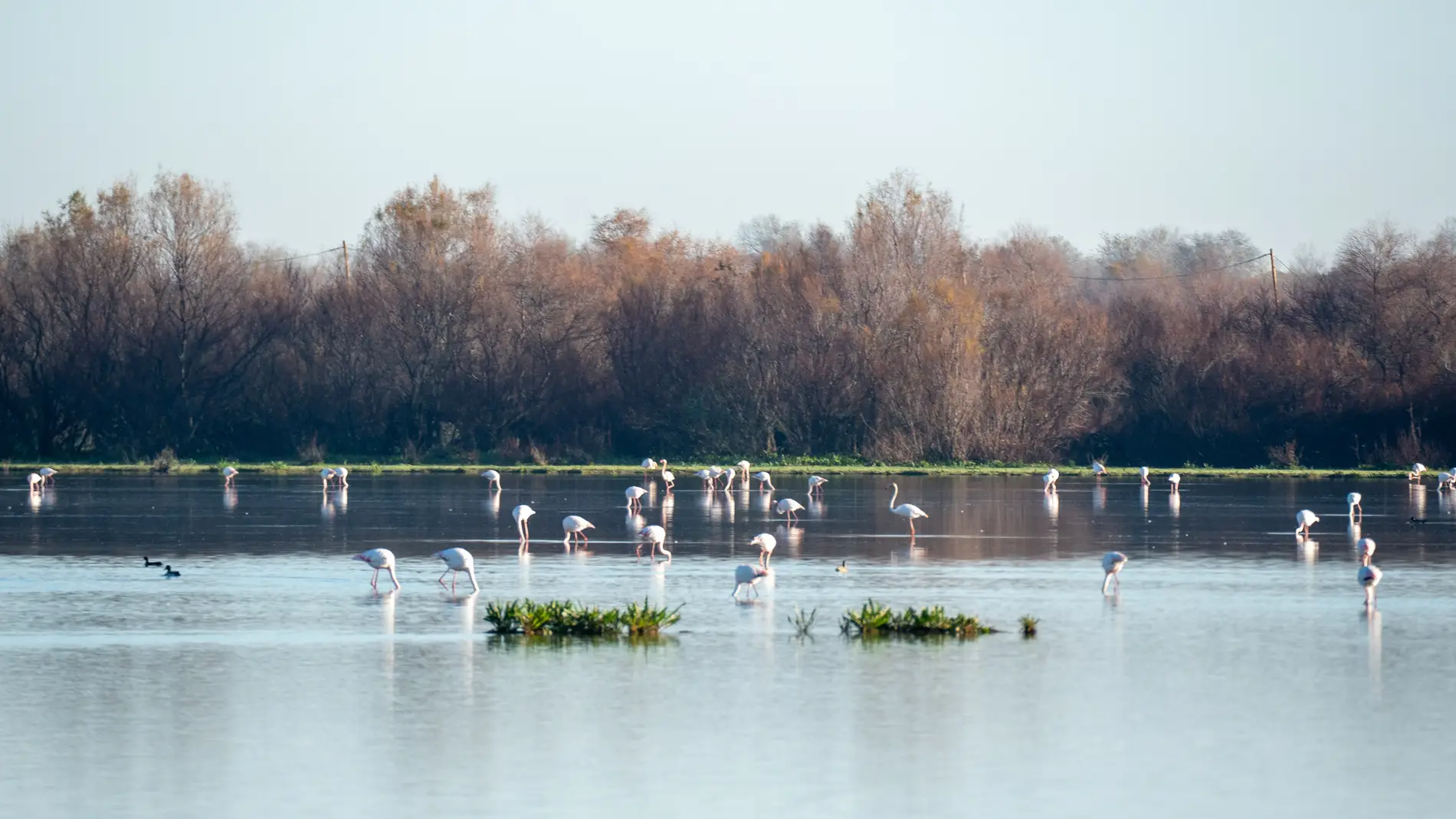 Imágenes del Parque Natural de Doñana
