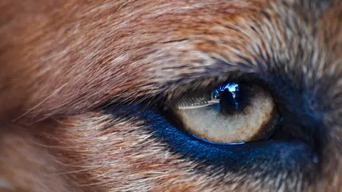 Lagrima de perro Lagrima de perro