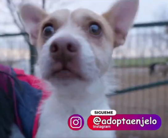 Adopta en JELO: Parapajote, el perrito más murciano, busca una nueva familia Adopta en JELO: Parapajote, el perrito más murciano, busca una nueva familia
