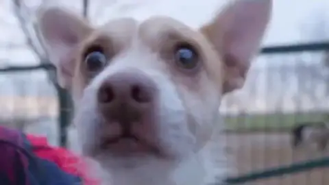 El perro Parapajote El perro Parapajote