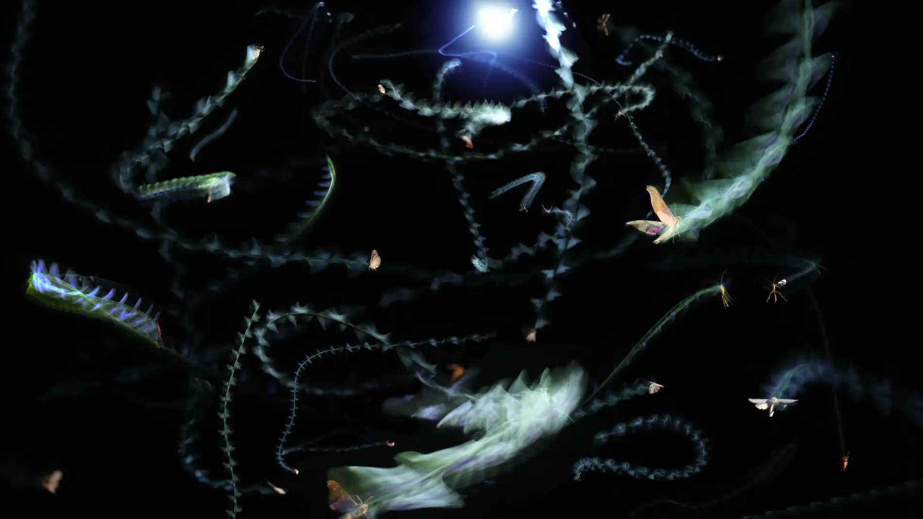 Fotografía de exposición múltiple de insectos que revolotean en torno a una luz por la noche. 