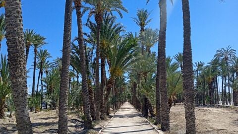 Huerto Traval&oacute;n Alto de Elche. 