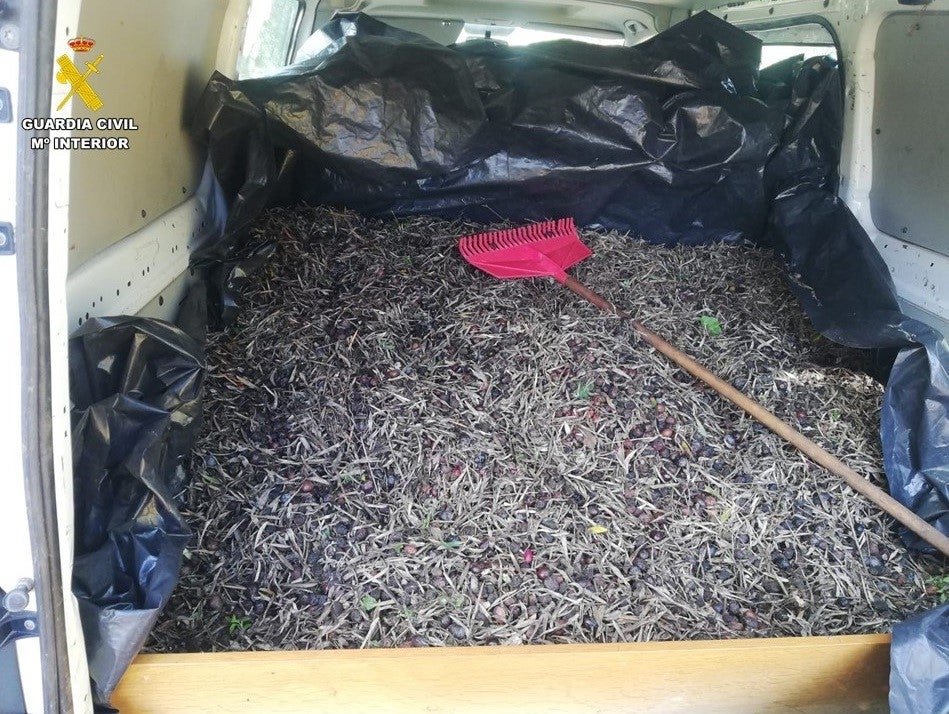 Recuperan casi 7 toneladas de aceituna robada en poblaciones de la provincia, entre ellas Almedina Recuperan casi 7 toneladas de aceituna robada en poblaciones de la provincia, entre ellas Almedina