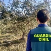 La Guardia Civil detiene e investiga a cuatro personas por robos de aceitunas en varias localidades de la provincia de Cáceres