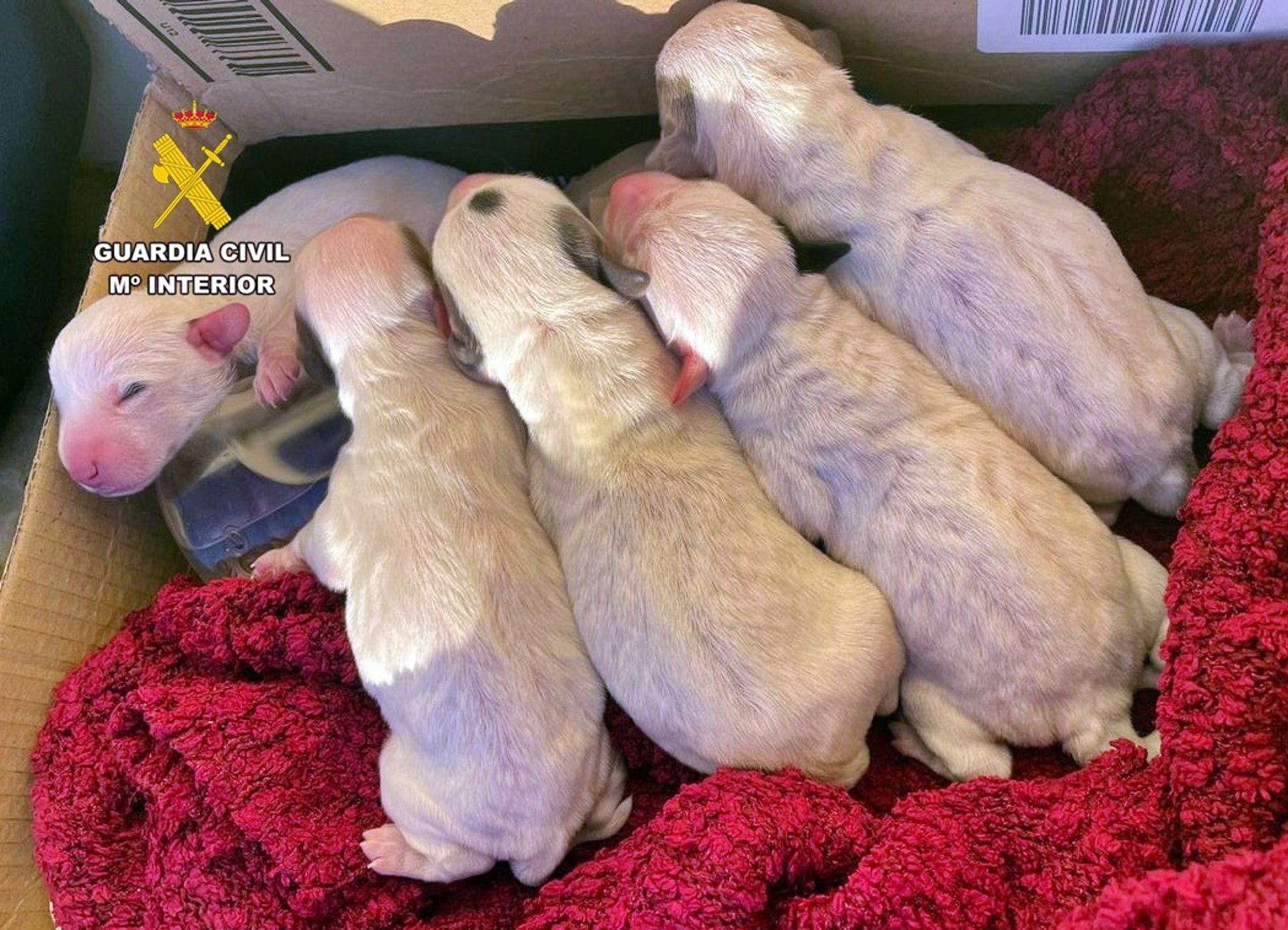 Investigada una vecina de Zafra por arrojar a 5 cachorros de perros recién nacidos a un contenedor de basura Investigada una vecina de Zafra por arrojar a 5 cachorros de perros recién nacidos a un contenedor de basura