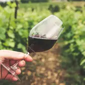 Imagen de archivo de un vino tinto Imagen de archivo de un vino tinto