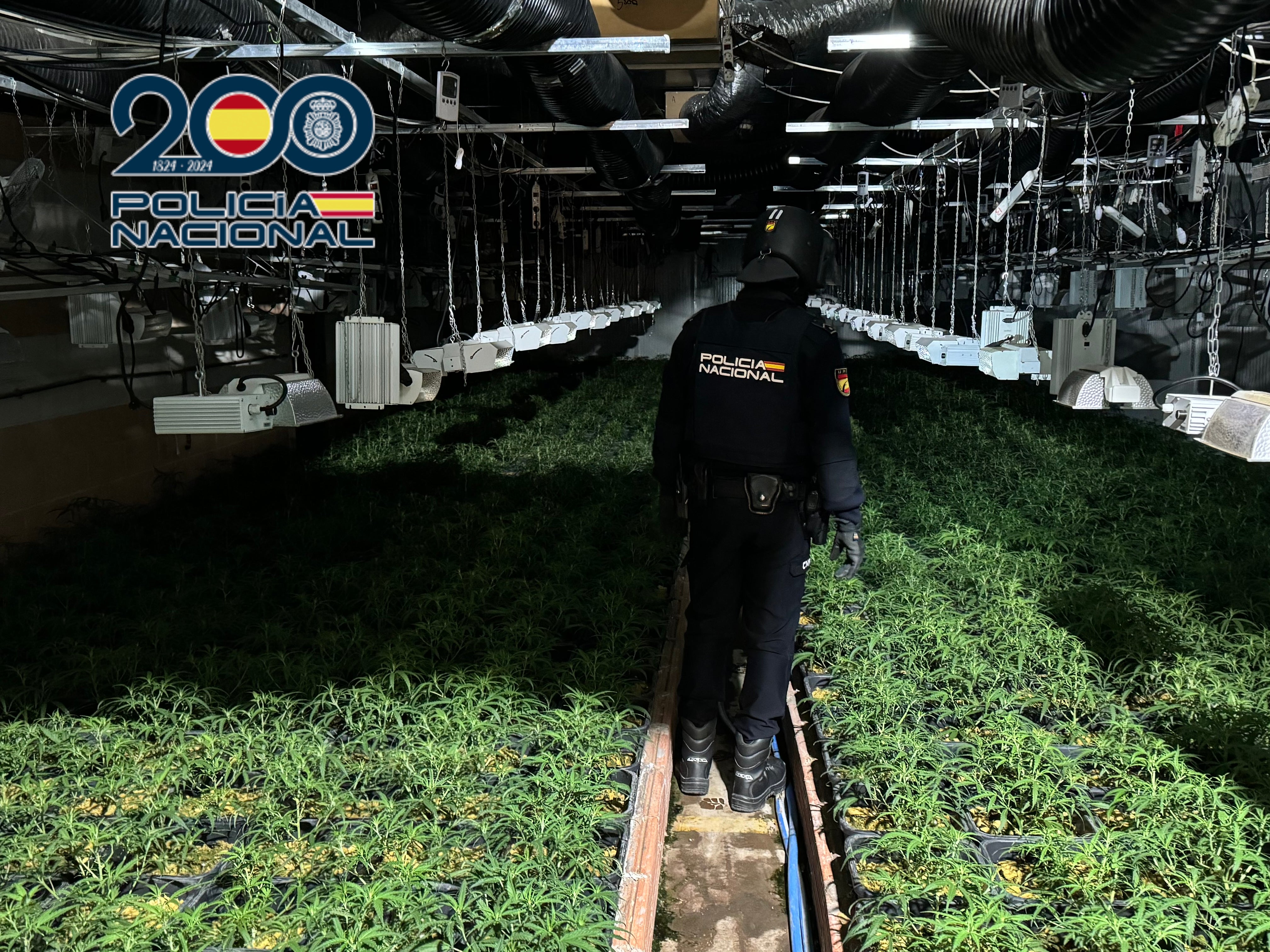 La Policía Nacional de Elche desarticula un grupo que contaba con una plantación con más de 6000 plantas de marihuana La Policía Nacional de Elche desarticula un grupo que contaba con una plantación con más de 6000 plantas de marihuana