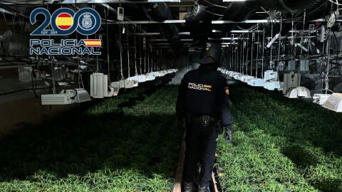 Agente de la Policía Nacional de Elche en la plantación de marihuana desmantelada. Agente de la Policía Nacional de Elche en la plantación de marihuana desmantelada.