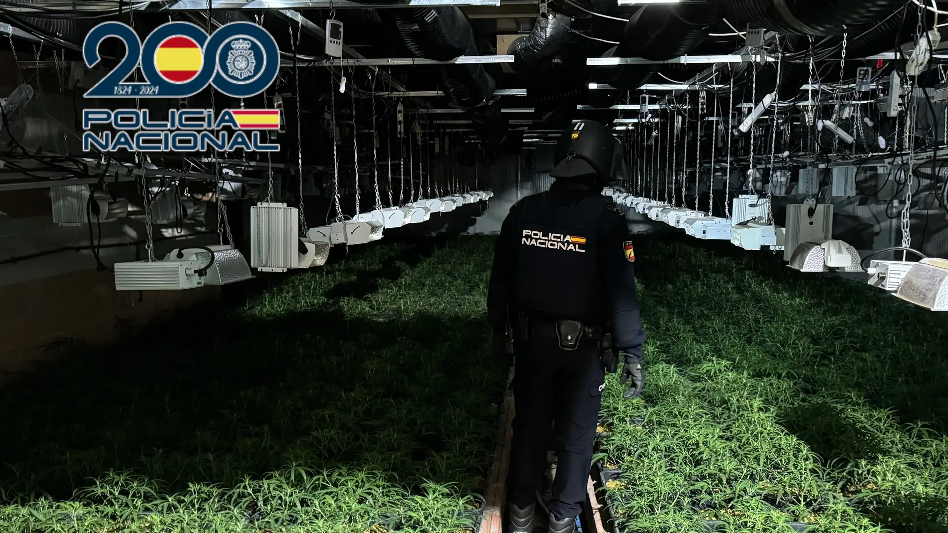 Agente de la Policía Nacional de Elche en la plantación de marihuana desmantelada.