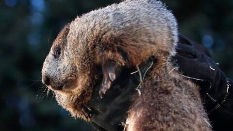 Fotograf&iacute;a de archivo de la marmota Phil en Punxsutawney, Pensilvania (Estados Unidos).
