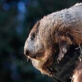 Fotografía de archivo de la marmota Phil en Punxsutawney, Pensilvania (Estados Unidos).