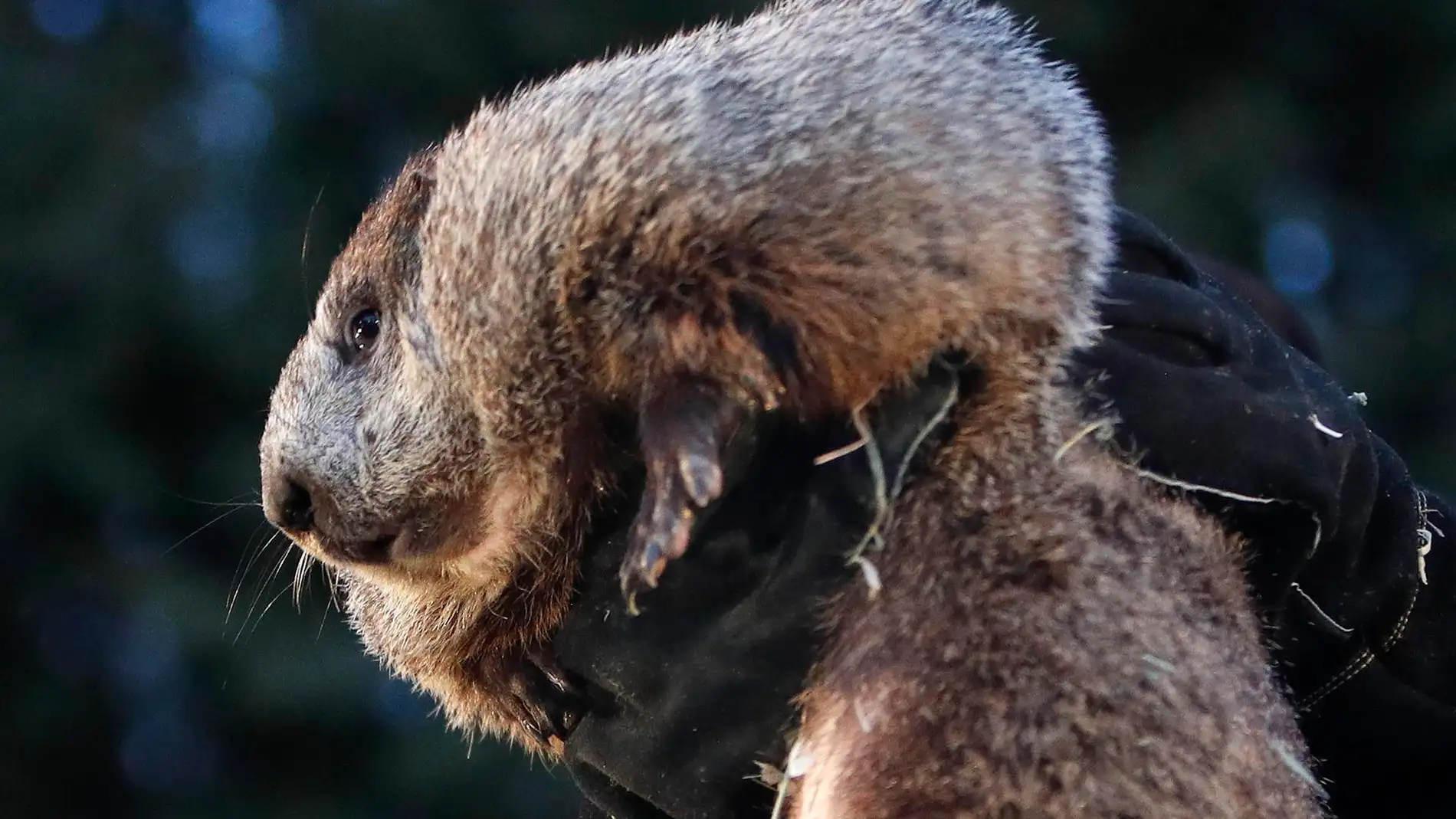Fotografía de archivo de la marmota Phil en Punxsutawney, Pensilvania (Estados Unidos).