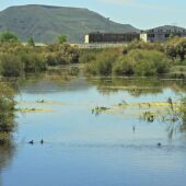 La Laguna de Meco es el humedal con mayor biodiversidad de la comarca del Henares