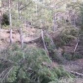 Acció Ecologista-Agró denuncia talas de pinos con "grave impacto" en el parque natural del Penyagolosa