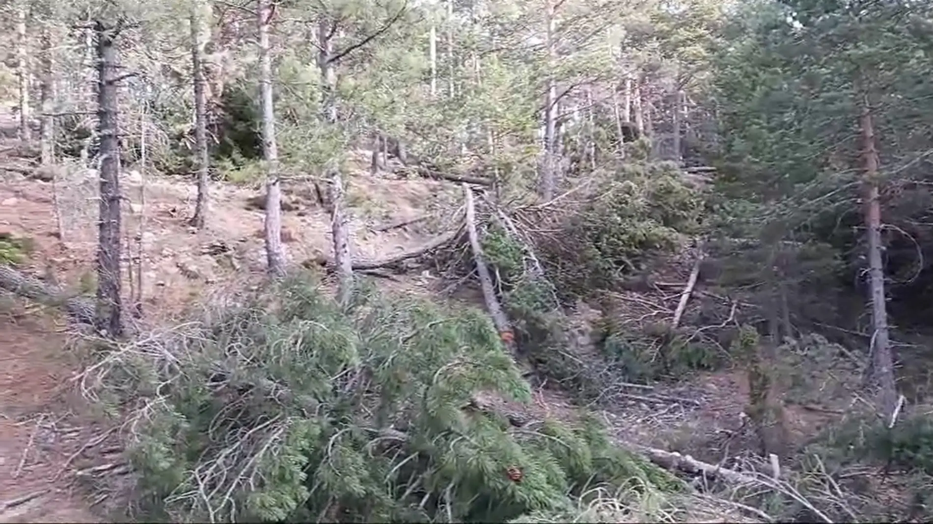 Acció Ecologista-Agró denuncia talas de pinos con "grave impacto" en el parque natural del Penyagolosa