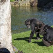 Cría de chimpancé