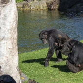 Cría de chimpancé Cría de chimpancé