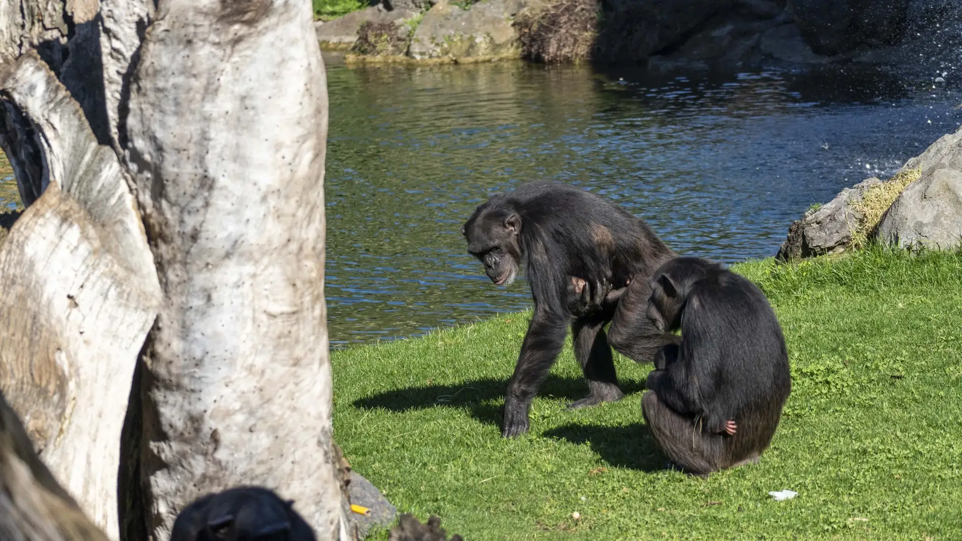 Cría de chimpancé