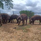 El centro de reproducción de la Junta subastará 28 machos de ganado porcino de raza Duroc