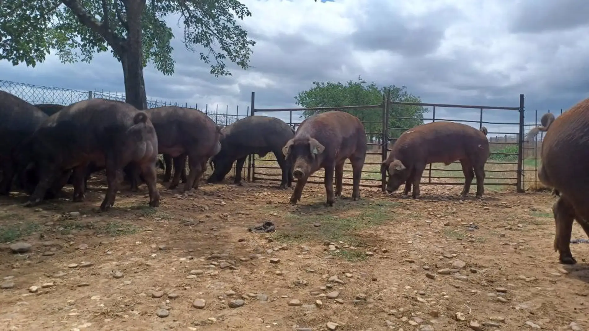 El centro de reproducción de la Junta subastará 28 machos de ganado porcino de raza Duroc