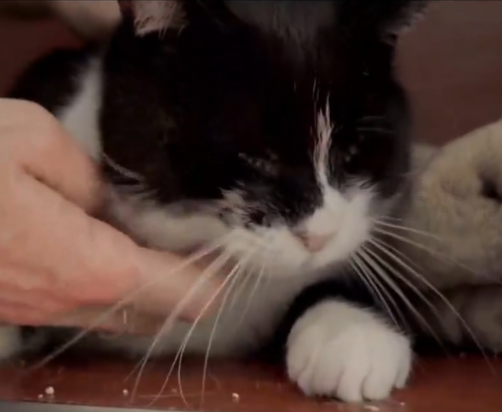 Adopta en JELO: Nogalio el gato busca una nueva familia Adopta en JELO: Nogalio el gato busca una nueva familia