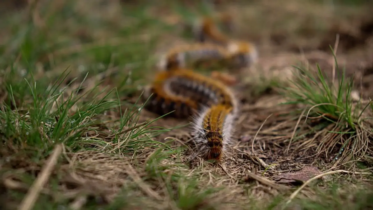 Oruga procesionaria Oruga procesionaria