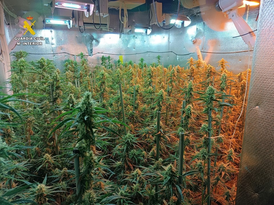 Desmantelada una plantación en una nave industrial de Atarfe con 1.260 plantas de marihuana Desmantelada una plantación en una nave industrial de Atarfe con 1.260 plantas de marihuana