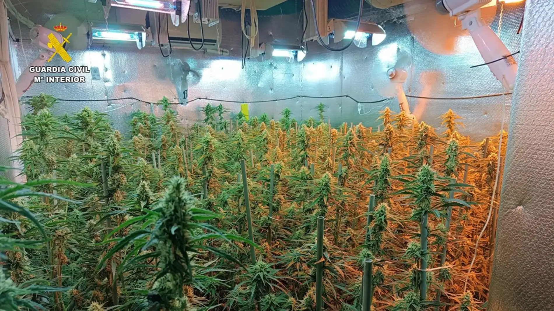 Plantación de marihuana descubierta en Benitaxell