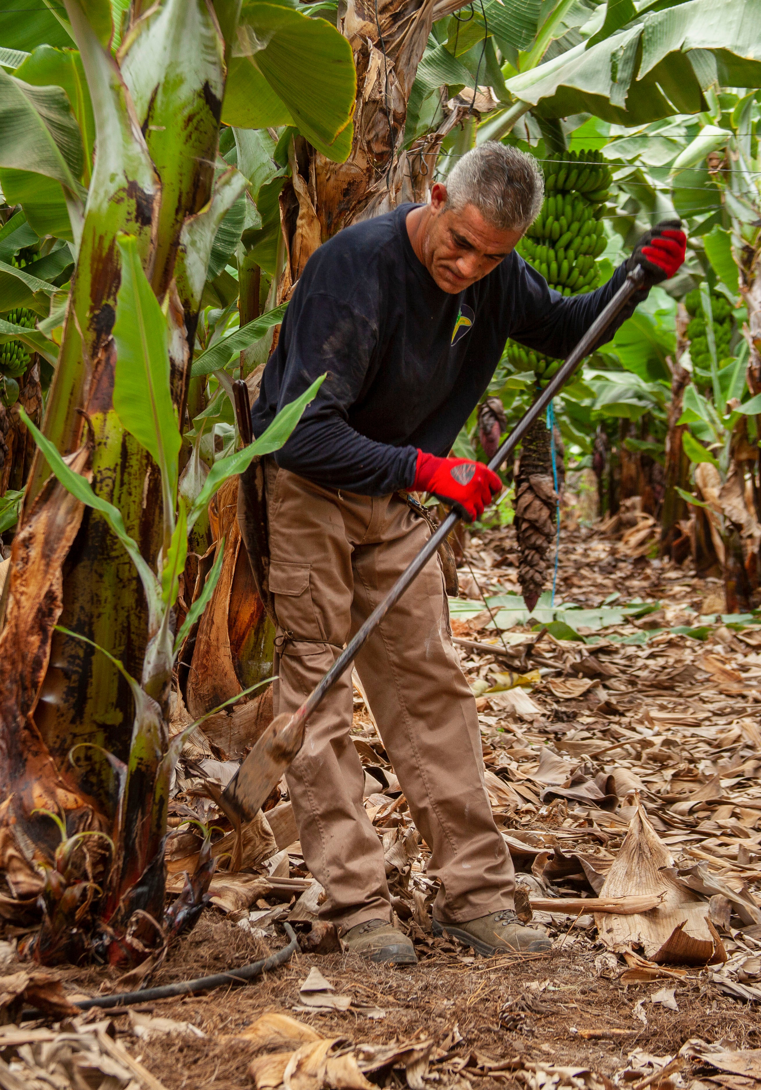 Los productores de Plátano de Canarias piden igualdad de condiciones en el mercado tras un 2023 crítico Los productores de Plátano de Canarias piden igualdad de condiciones en el mercado tras un 2023 crítico