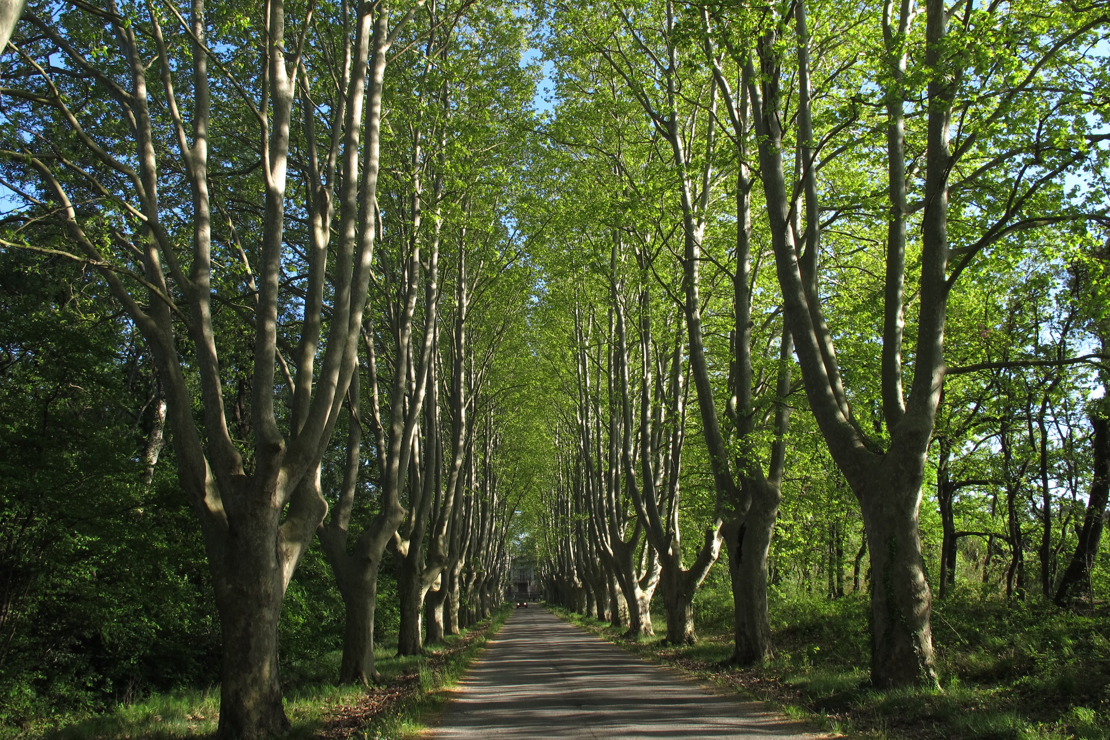 Van Gogh, experiencias inmersivas y pueblos de la Provenza Van Gogh, experiencias inmersivas y pueblos de la Provenza