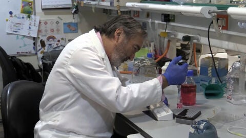 El investigador Salvador Martínez en el laboratorio del Instituto de Neurociencias de la UMH de Elche. 